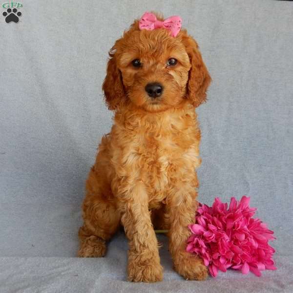 Bubbles (medium), Goldendoodle Puppy